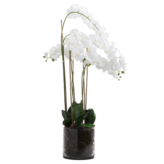 Large White Tall Orchid In Glass Pot